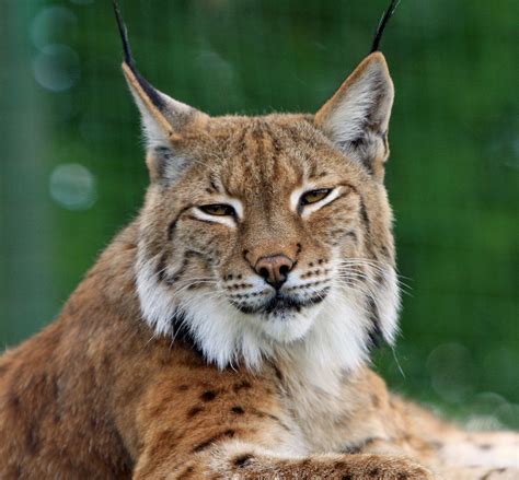 Bobcat Or Lynx Cat Care Pets Cats Cats