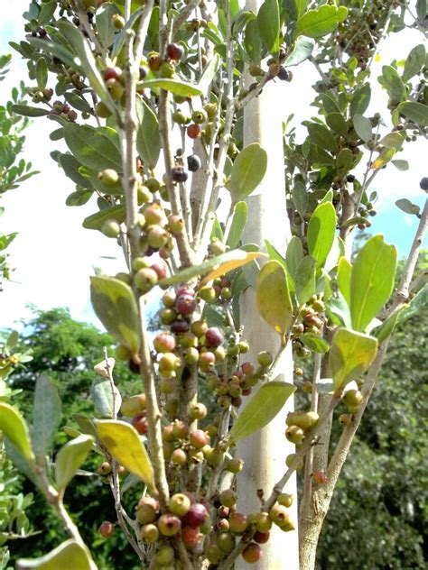 Red Stopper Eugenia Rhombea Florida Native Wild Bird Tree Bonsai Seed