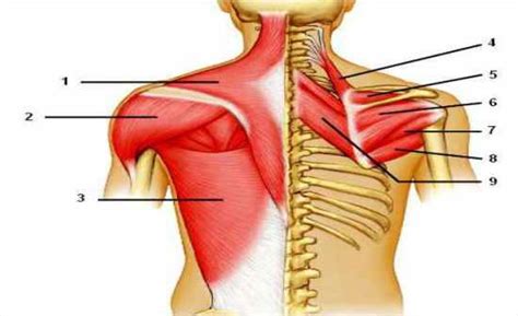 Posterior shoulder pain is more often than not mistakenly identied as rotator cuff disease or cervical disk 9 retraction of the supraspinatus tendon in a massive rotator cuff tear leading to reduction of the acute. Label Muscles Of The Posterior Shoulder Flashcards by ProProfs