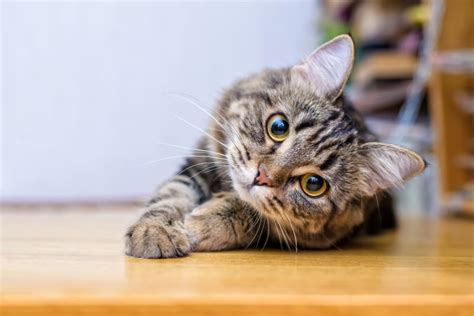 What To Expect Before And After Neutering Your Male Cat Danbury Vet