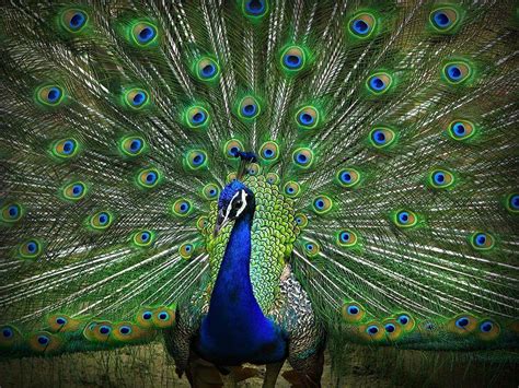 Wallpapers Of A Peacock Wallpaper Cave
