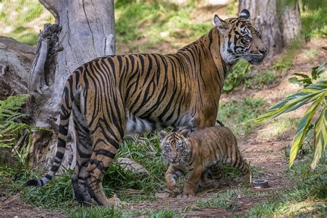 Endangered Sumatran Tiger Cubs Debut San Diego Zoo Wildlife Alliance