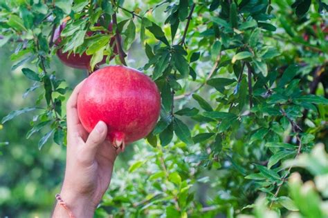 5 Fast Growing Fruit Trees For Your Backyard Orchard