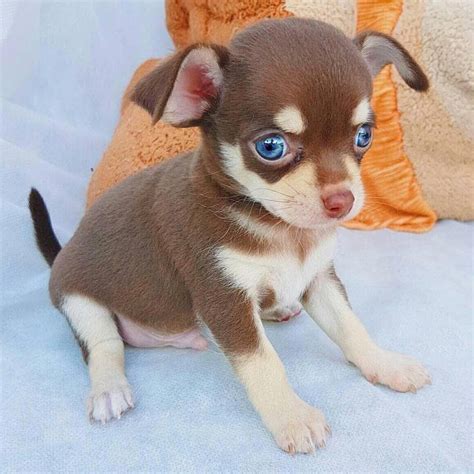 37 Teacup Chihuahua Breeders In Alabama Pic Bleumoonproductions