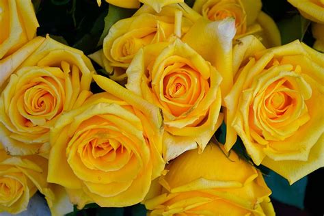 The colors of the bloom include white, yellow and orange. What is The Meaning of Yellow Roses?