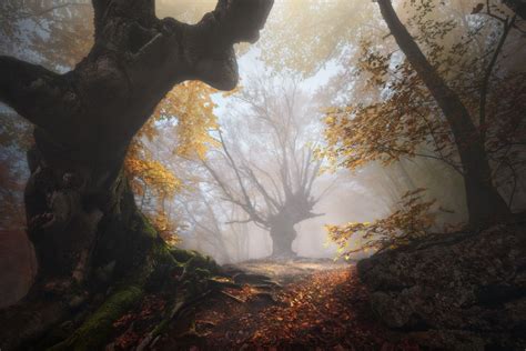 Autumn In The Magic Forest Null Magic Forest Landscape Photography