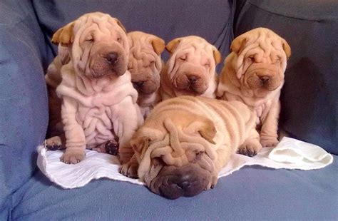 35 Ridiculously Wrinkly Dogs Whose Squishy Little Faces Will Make Your