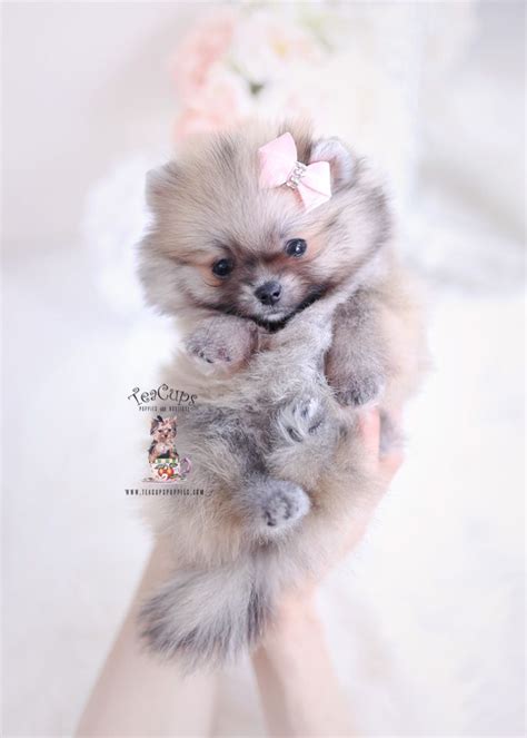 Toy and mini aussies for sale only has 20614 members. pomeranian-puppy-for-sale-teacup-puppies-225-a (With ...