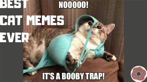 Top 10 Funniest Cat Memes Ever Youtube