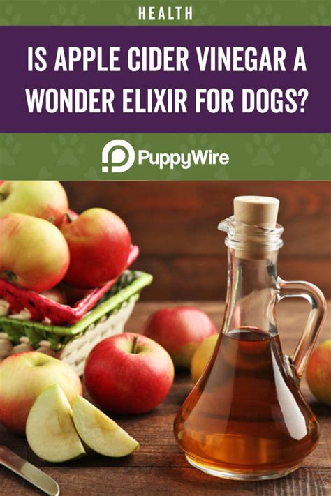 Apple Cider Vinegar For Dogs 17 Benefits Is It Safe And More