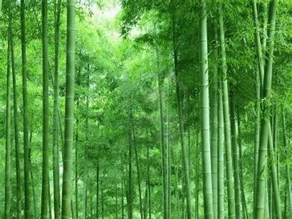 Bamboo Forest Wallpapers Tree Backgrounds Desktop Chinese