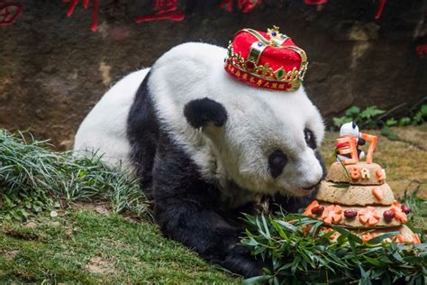 Worlds Oldest Captive Giant Panda Dies Aged 37 In China South China
