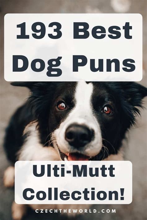 193 Best Dog Puns Fur Bulous And Ulti Mutt Collection