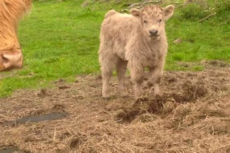 7 Highland Cross In Calf Breeding Cows Calves With Calves At Foot