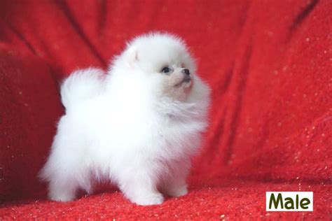 Real Teacup Pure-White Pomeranian puppy available | in Lincoln, Lincolnshire | Gumtree