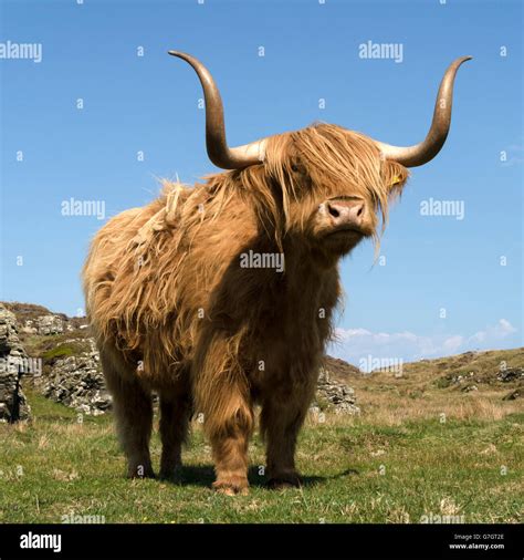 Scottish Highland Cow Isle Of Colonsay Scotland Uk Stock Photo Alamy