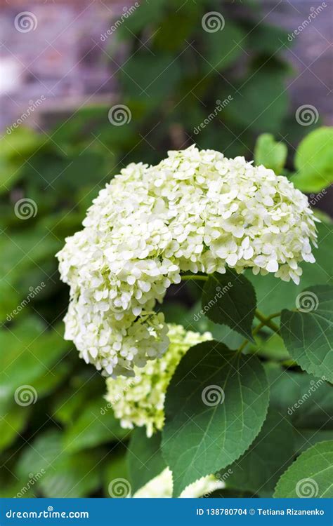 Blooming White Annabelle Hydrangea Arborescens Stock Photo Image Of