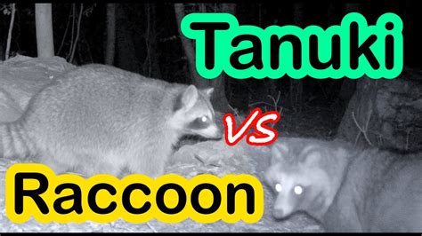 Tanuki Vs Raccoon Whats The Difference Trail Camera Youtube
