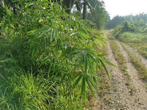 Hedge Bamboo Growing In The Wild Bushes Stock Photo Image Of Grass