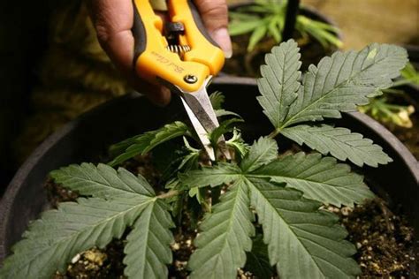 How To Prune Cannabis