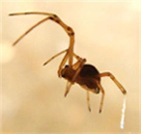 Our technicians take pride in their work and make it their goal to locate and eliminate the source of the situation with as little pesticide use as possible. South Dakota Spider Control | South Dakota Spider Repeller