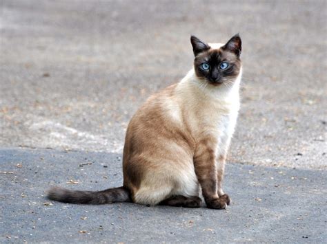 Siamkatze Charakter Größe And Erziehung Steckbrief