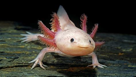 Axolotl Steckbrief