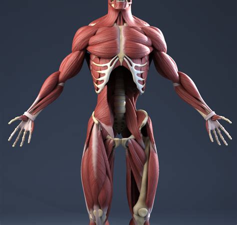 Male Anatomy Muscles Skeleton Skin 3d Model