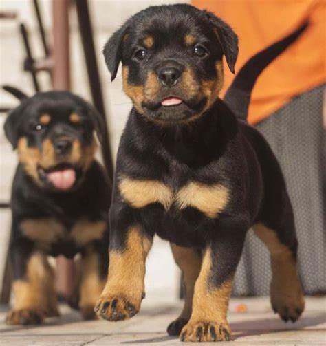 Rottweiler And Pitbull Mix Puppies Pitbull Puppies