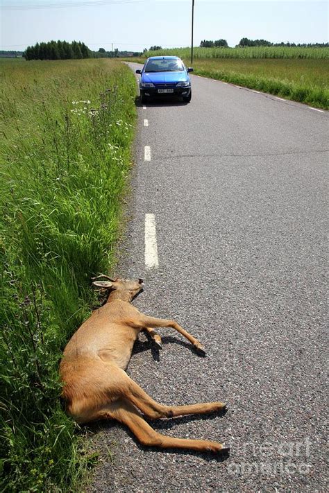 Deer Roadkill By Bjorn Svenssonscience Photo Library