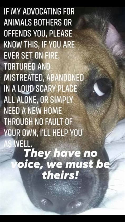 Pin By Cassie Bobo On Canine Dogs And Pals 2 Scary Places Paws