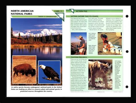 North American National Parks Wildlife Fact File Card Conservation Home