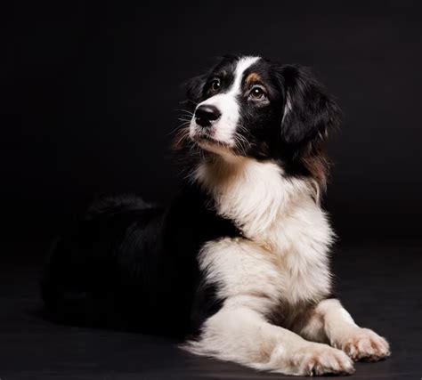 The Eight Best Behaved Dog Breeds Chef Wonders