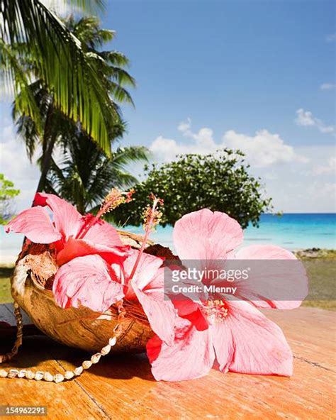 Hibiscus Tree Photos And Premium High Res Pictures Getty Images
