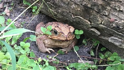 Is The Toad In My Yard Dangerous