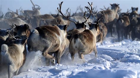 Reindeer And Caribou Facts About Majestic Deer Live Science