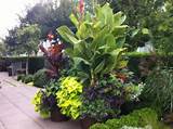 Landscaping Plants Vancouver