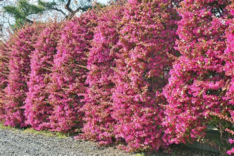 We provide recommendations for planting times, but. 15 Best Fast Growing Flowering Shrubs For Shade - Garden Tabs