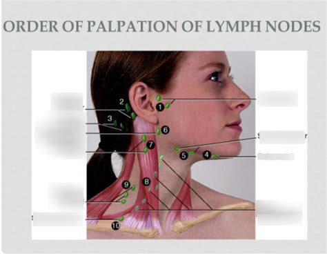Order To Palpation Of Lymph Nodes Diagram Quizlet