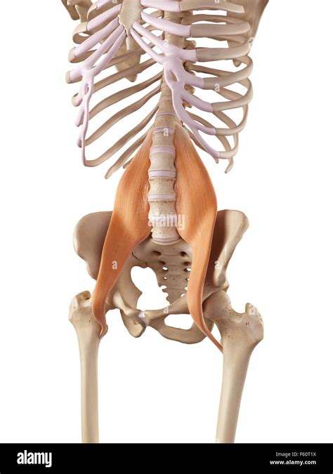 Medical Accurate Illustration Of The Psoas Major Stock Photo Alamy