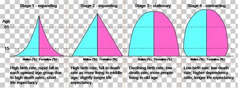 Population Pyramid Demographic Transition Population Growth Birth Rate Png Clipart Age Area