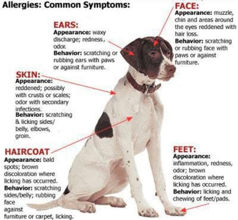 Allergies Dog Allergies Pet Allergies Dog Skin