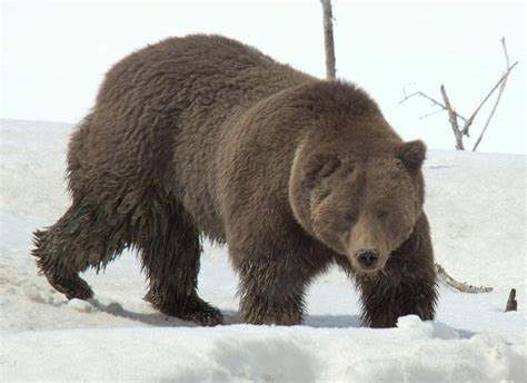 Wildlife Wednesday Grizzly Bear Sighting In Yellowstone National Park