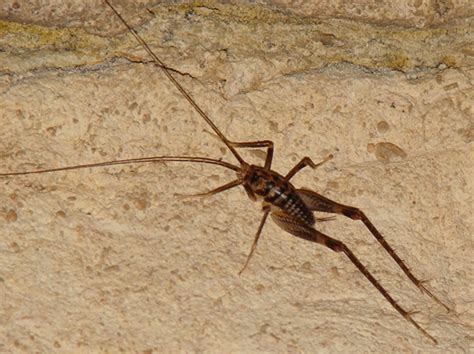 Direct treatment kills cave crickets on contact without the dangerous side effects of chemical wide area treatment establishes a lasting barrier that discourages new camel crickets from entering tips and tricks to get rid of cave crickets. Aquaria Central