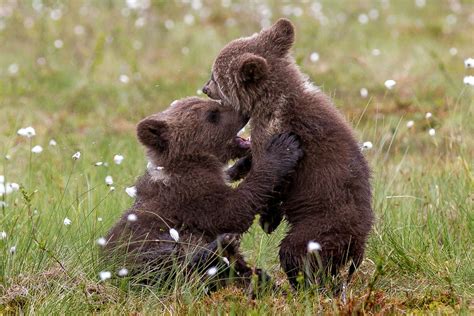 Adorable Cubs Have A Bear Hug Picture Cutest Baby Animals From