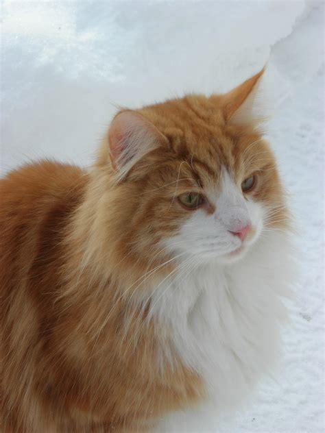 Filnorwegian Forest Cat In Snow Closeup Wikipedia