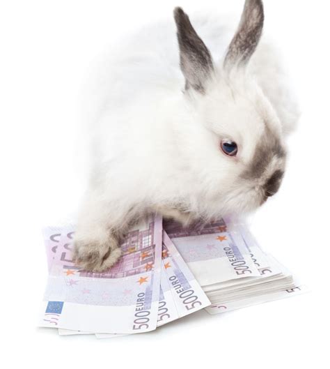 How Much Does A Pet Rabbit Cost To Care For Petsoid