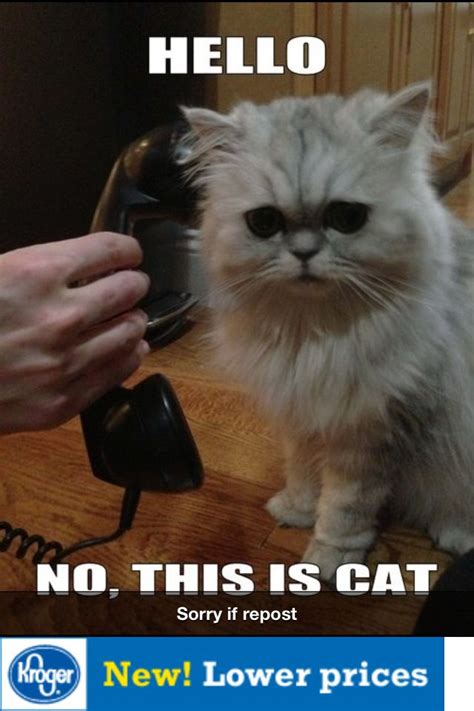 I Wish My Cat Would Answer The Phone For Me Funny Cat Memes Funny