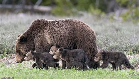 Grizzly Bear Super Mom Gives Birth To Her 17th Cub Daily