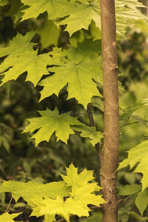 Green Maple Leaves On A Tree Stock Photo Image Of Foliage Group